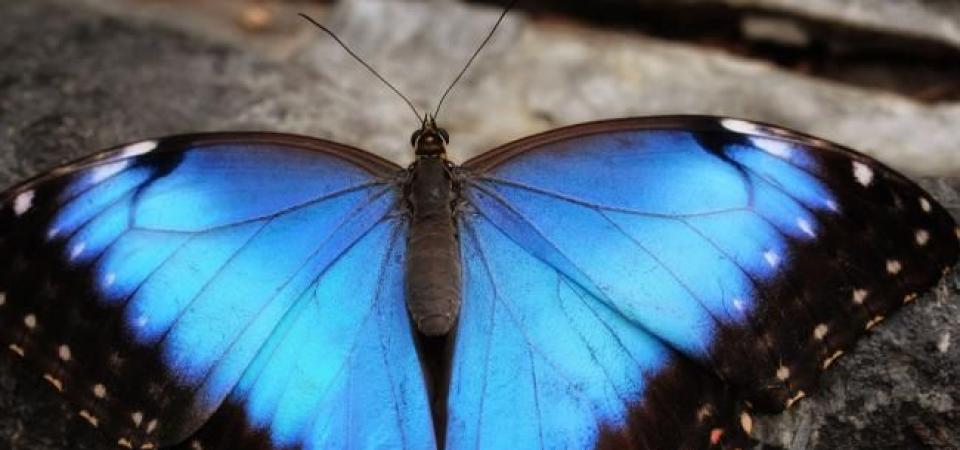 Image pour Revue de presse : papillons en liberté